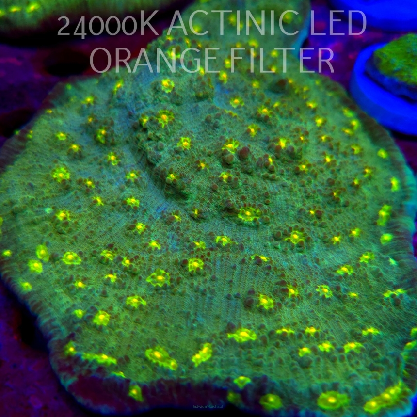 K.O. Mycedium robokaki GREEN FLARE  4cm