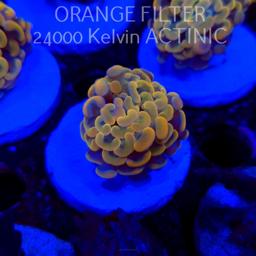 Euphyllia paraancora GOLD HOLOGRAM HAMMER (02.04.2025)