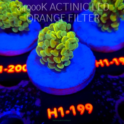Euphyllia paraancora AUSSIE GREEN HOLOGRAM HAMMER (01.07.2026) H1-199