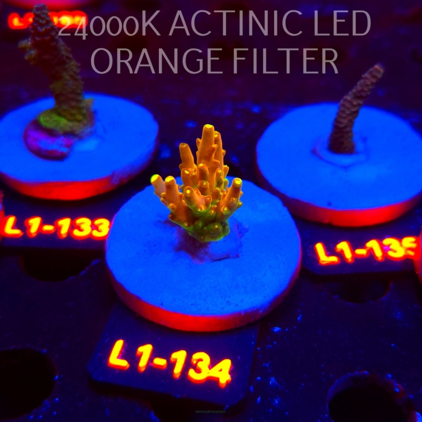 Acropora loripes GOLDEN JAWDROPPER (03.08.2026) L1-134  4cm