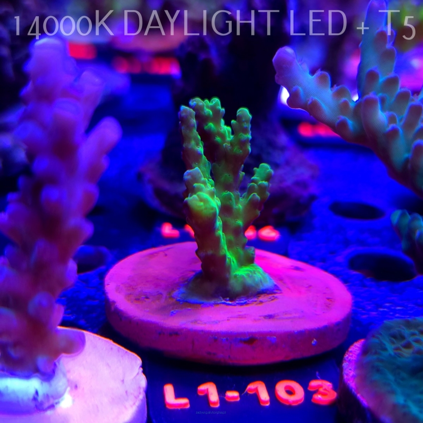 Acropora TOXIC TABLE GREEN (09.10.2025) L1-103  4cm