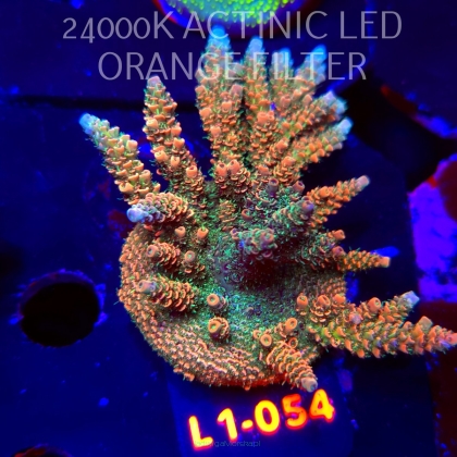 Acropora MILLEPORA SUNSET (14.03.2026) L1-054  9cm