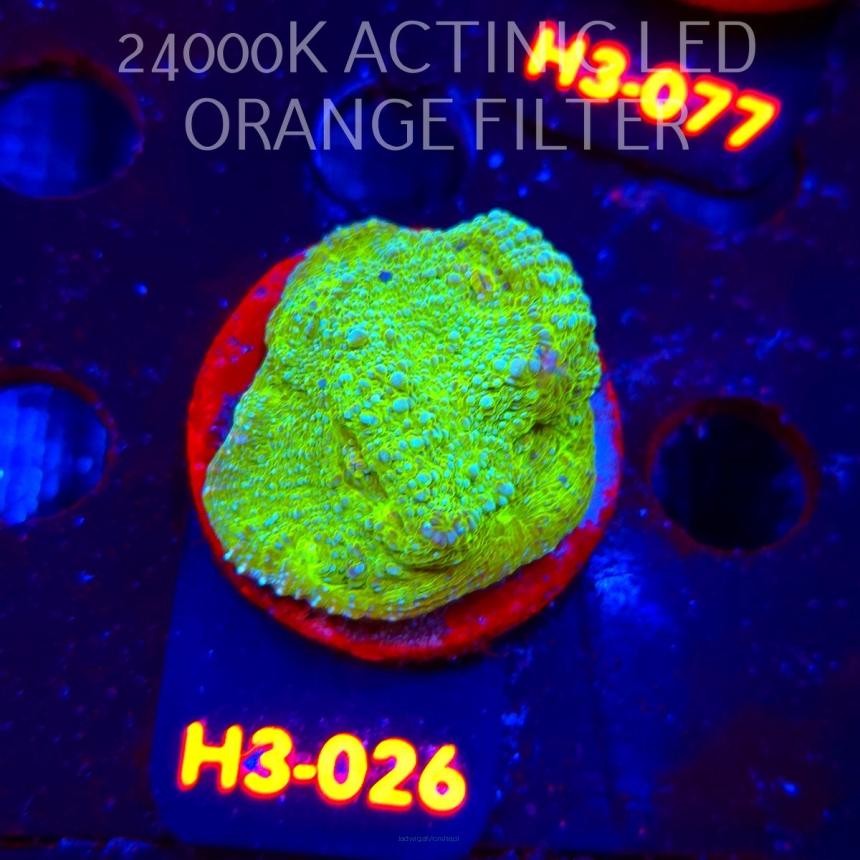 Echinophyllia UFO X Chalice (01.06.2026) H3-026  5cm