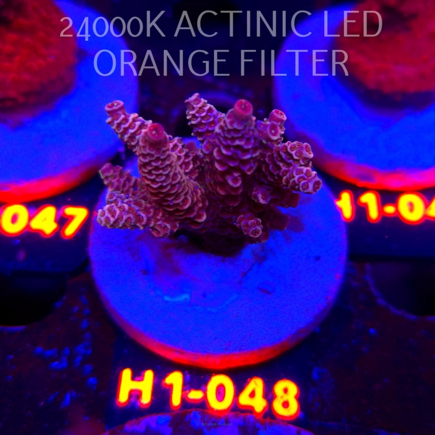 Acropora MILLEPORA PINK FUSION (23.05.2026) H1-048  4cm