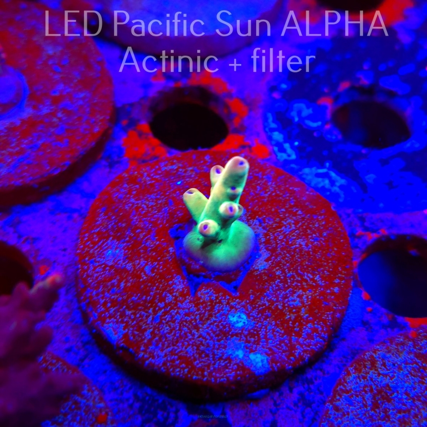   Acropora LORIPES FIJI GOLD (02.02.2025) L3-II-20  1.5cm (deepwater)