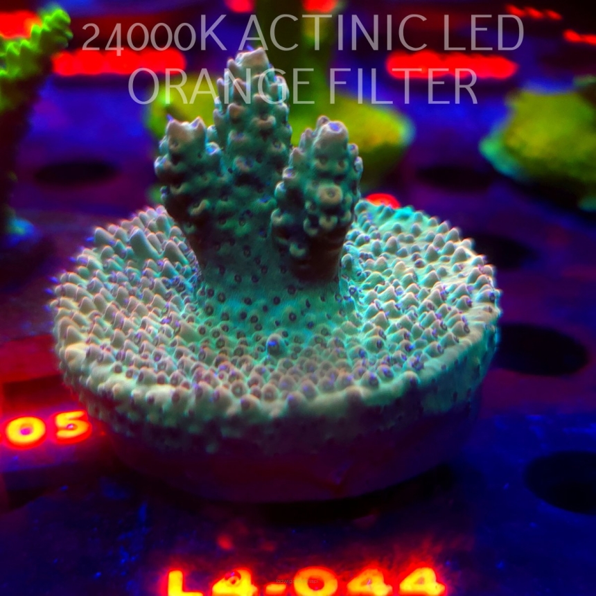 Acropora Jason Fox's Fox Flame Acro (06.01.2026) L4-044  5cm