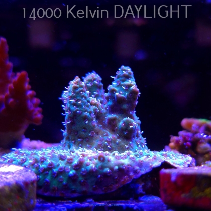 Acropora sp. AUSTRALIA (21.06.2025) L4-I-22  5cm