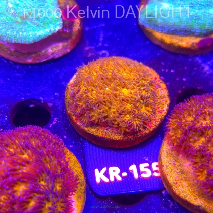 Leptastrea pruinosa JOHN DEERE (14.01.2026) KR-155  4cm