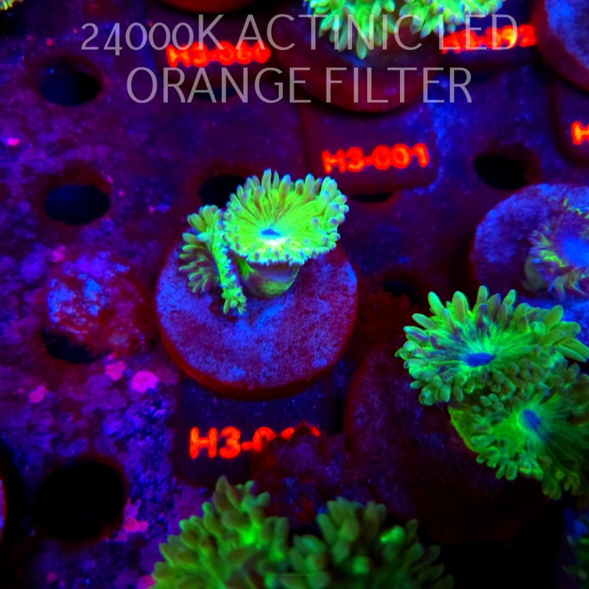 Duncanopsammia axifuga (04.07.2026) H3-0XX  2P