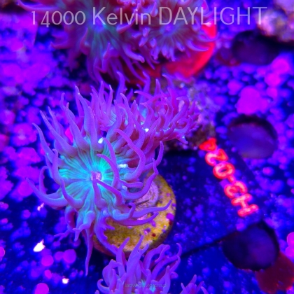 Duncanopsammia axifuga (15.01.2026) H3-024  2P