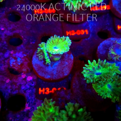 Duncanopsammia axifuga (04.07.2026) H3-0XX  2P
