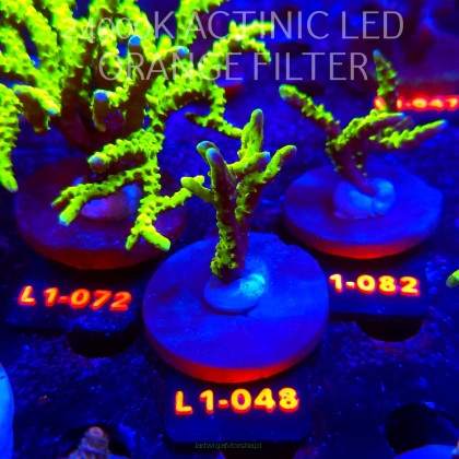 Anacropora WWC SLIMEBALL (11.10.2025) L1-048  5cm