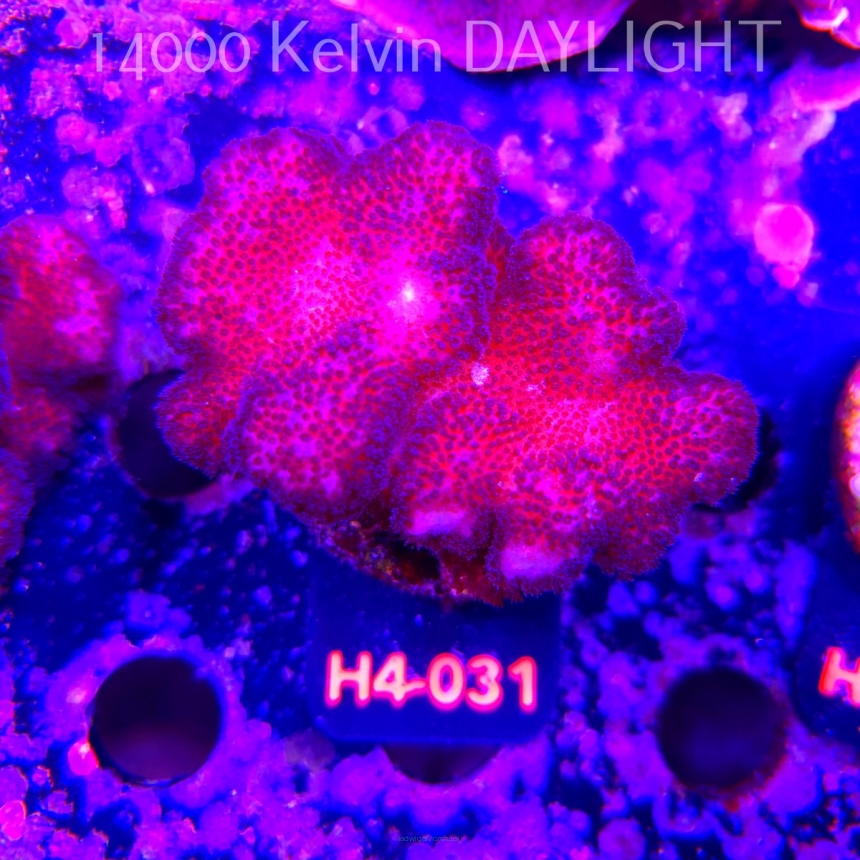 Pocillopora verrucosa PINK (01.06.2026) H4-031  7cm