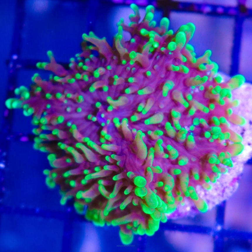 C.D. Rhodactis HAIRY green  1P