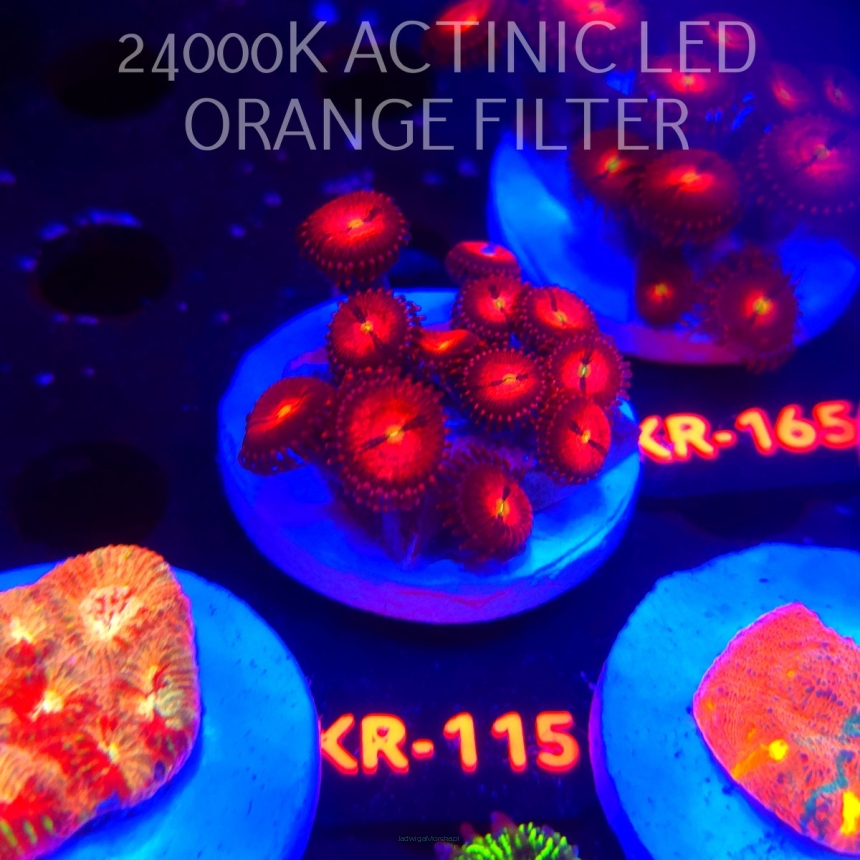 Zoanthus ALIEN EXPLOSION (22.01.2026) KR-115  12P