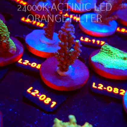 Acropora gemmifera PURPLE (14.08.2026) L2-081  6cm