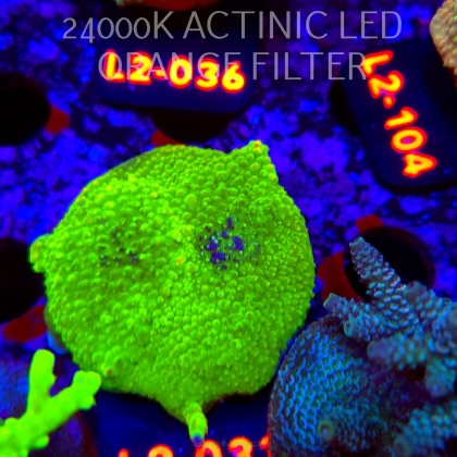 Acropora sp. AUSTRALIA (17.03.2026) L2-033  5cm