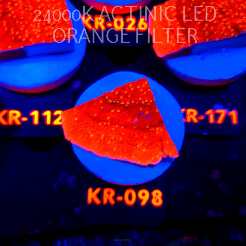 Montipora JASON FOX SUNBURST (20.04.2026) KR-098  5cm