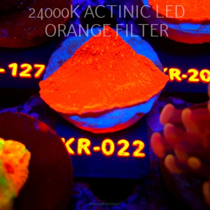 Montipora JASON FOX SUNBURST (07.08.2026) KR-022  5cm