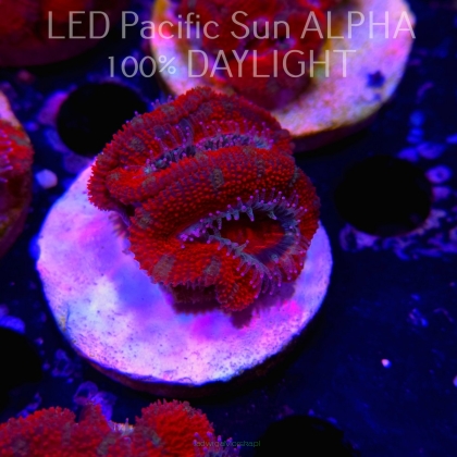 Acanthastrea lordhowensis RED-GREEN + PINK TIPS  (07.03.2024)  3cm