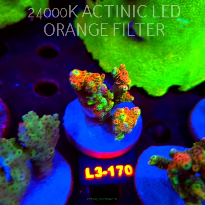 Acropora MILLEPORA RED/YELLOW MORPH (11.09.2026) L3-170  5cm