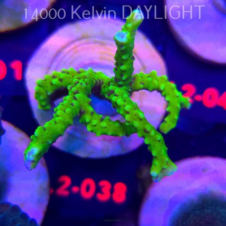 Anacropora WWC SLIMEBALL (12.11.2025) L2-038  5cm