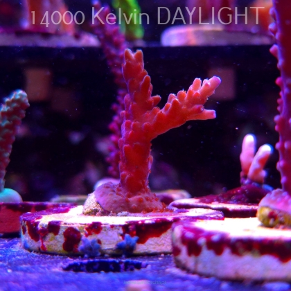 Acropora sp. AUSTRALIA (19.06.2025) L3-I-19  5cm