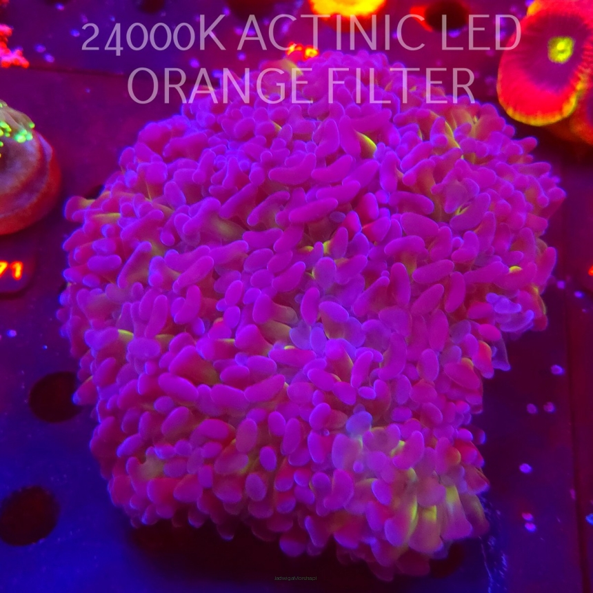 Euphyllia ancora HOLOGRAM ORANGE-PINK-GOLD-GREEN (20.02.2026)  15x15cm