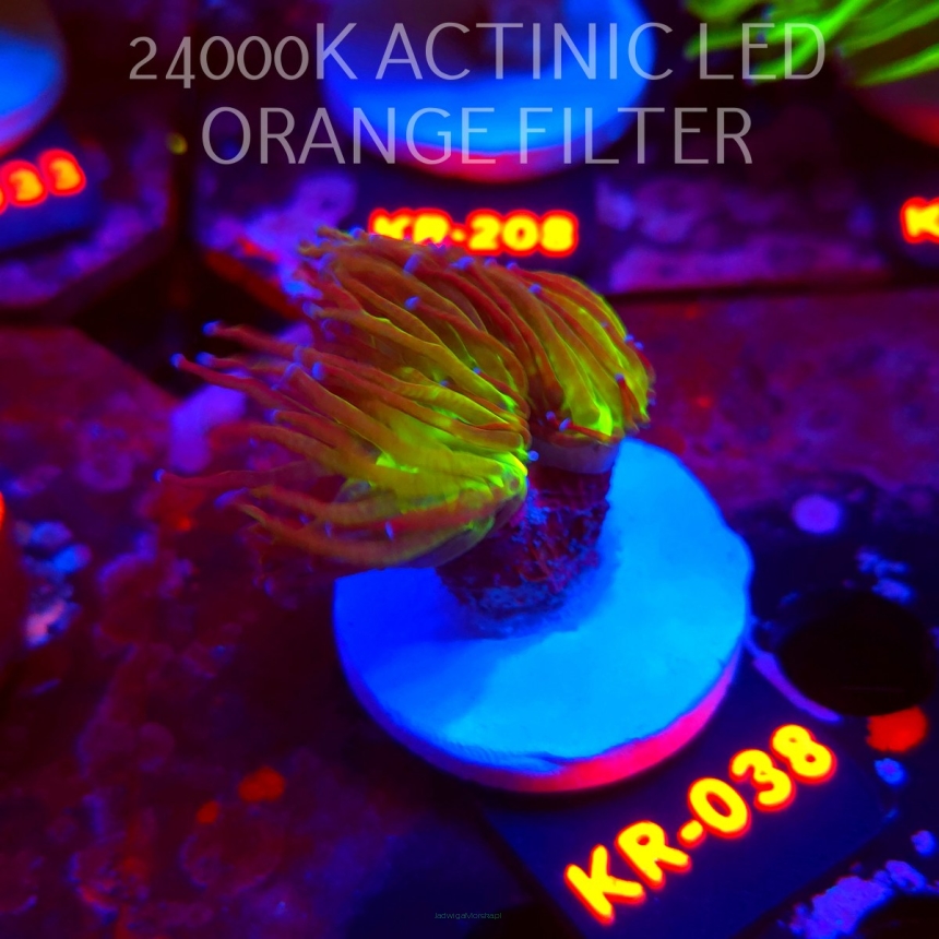 Euphyllia glabrescens TG TOXIC JOKER TORCH (01.09.2026) KR-038