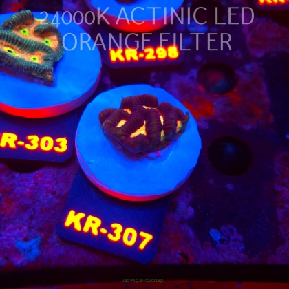 Platygyra LAVA Maze Brain Coral (19.09.2026) KR-307  3cm