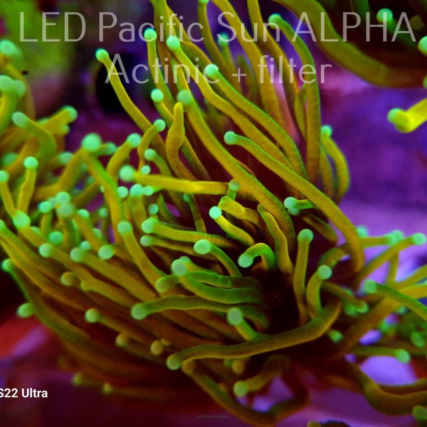 Euphyllia glabrescens DRAGON SOUL (10.01.2024) 1 HEAD