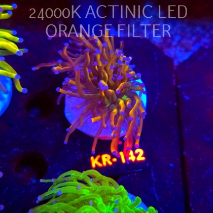Euphyllia glabrescens GOLD TORCH (17.01.2026) KR-142