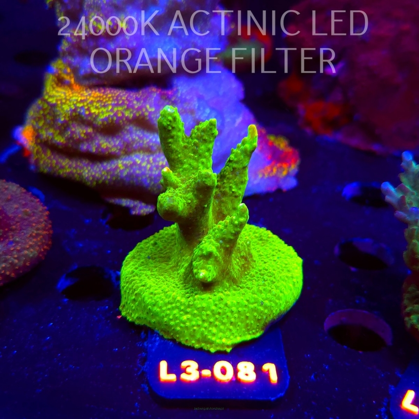 Acropora RR RAINBOW LOOM (09.05.2026) L3-081  5cm