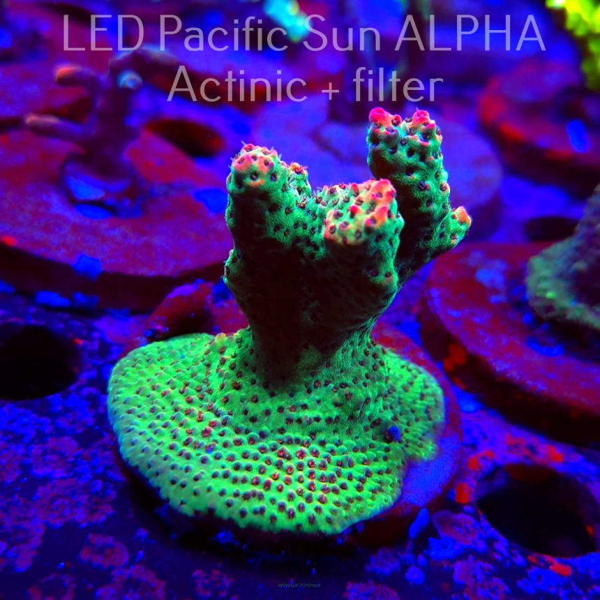 Acropora FOREST FIRE (02.02.2025) L3-II-10  6cm