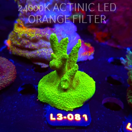 Acropora RR RAINBOW LOOM (09.05.2026) L3-081  5cm