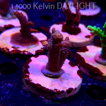 Acropora MILLEPORA PINK (19.06.2025) L3-II-10  4cm
