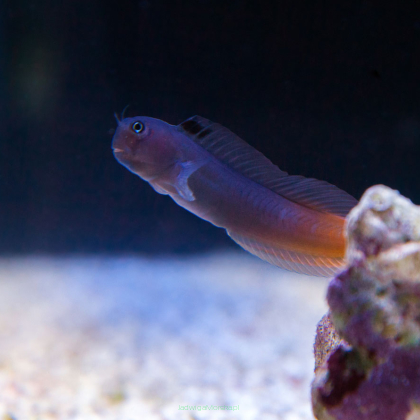 Ecsenius bicolor rozmiar 7-8 cm
