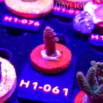 Acropora sp. PREMIUM (24.05.2026) H1-061  3cm