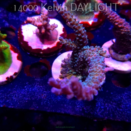Acropora sp. AUSTRALIA (19.06.2025) L3-II-6  10cm