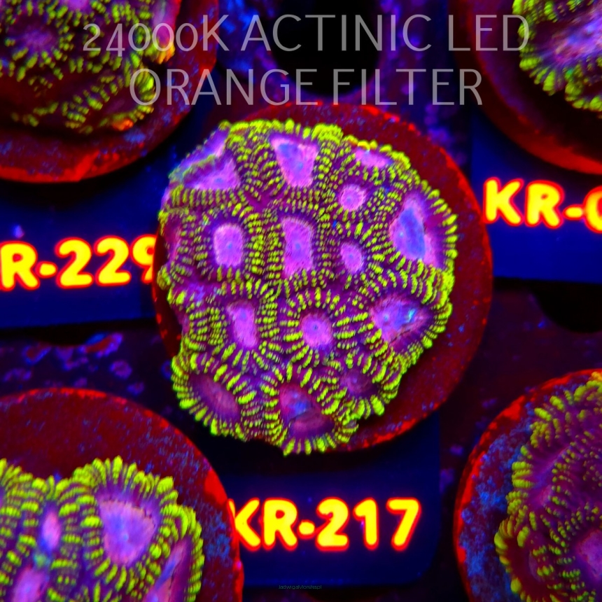 Favia WWC SPACE MONKEY (18.07.2026) KR-217  5cm