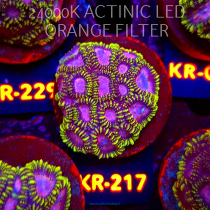 Favia WWC SPACE MONKEY (18.07.2026) KR-217  5cm