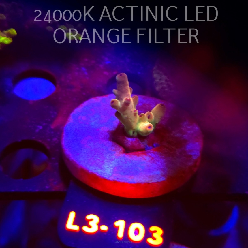 Acropora LORIPES FIJI GOLD (04.01.2026) L3-103  2cm