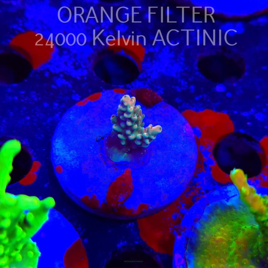 Acropora Jason Fox's Fox Flame Acro (19.06.2025) L3-III-14  3cm