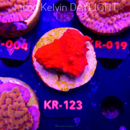 Montipora setosa ORA (20.04.2026) KR-123  4.5cm