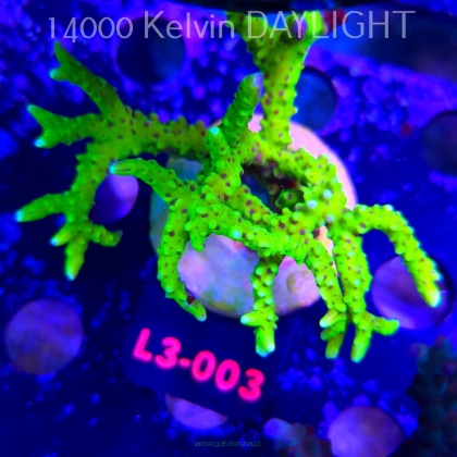 Anacropora WWC SLIMEBALL (08.05.2026) L3-003  8cm