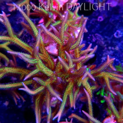 Seriatopora hystrix YELLOW (06.05.2025)  12cm