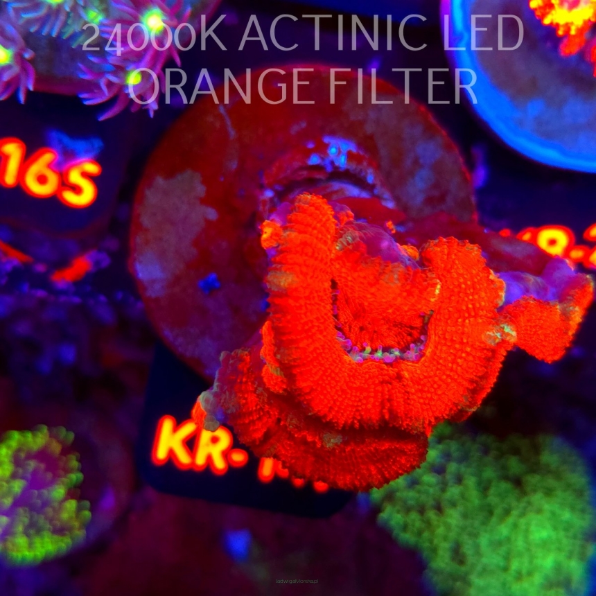 Acanthastrea lordhowensis SUNRISE (12.07.2026) KR-147  3cm