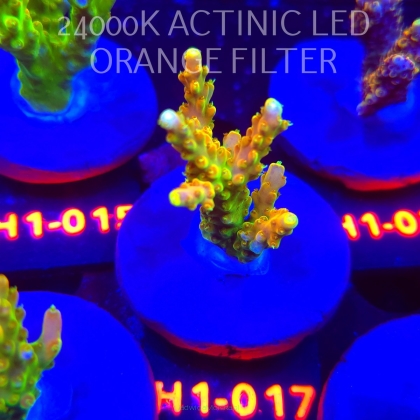 Acropora loripes GOLDEN JAWDROPPER (25.10.2025) H1-017  6cm