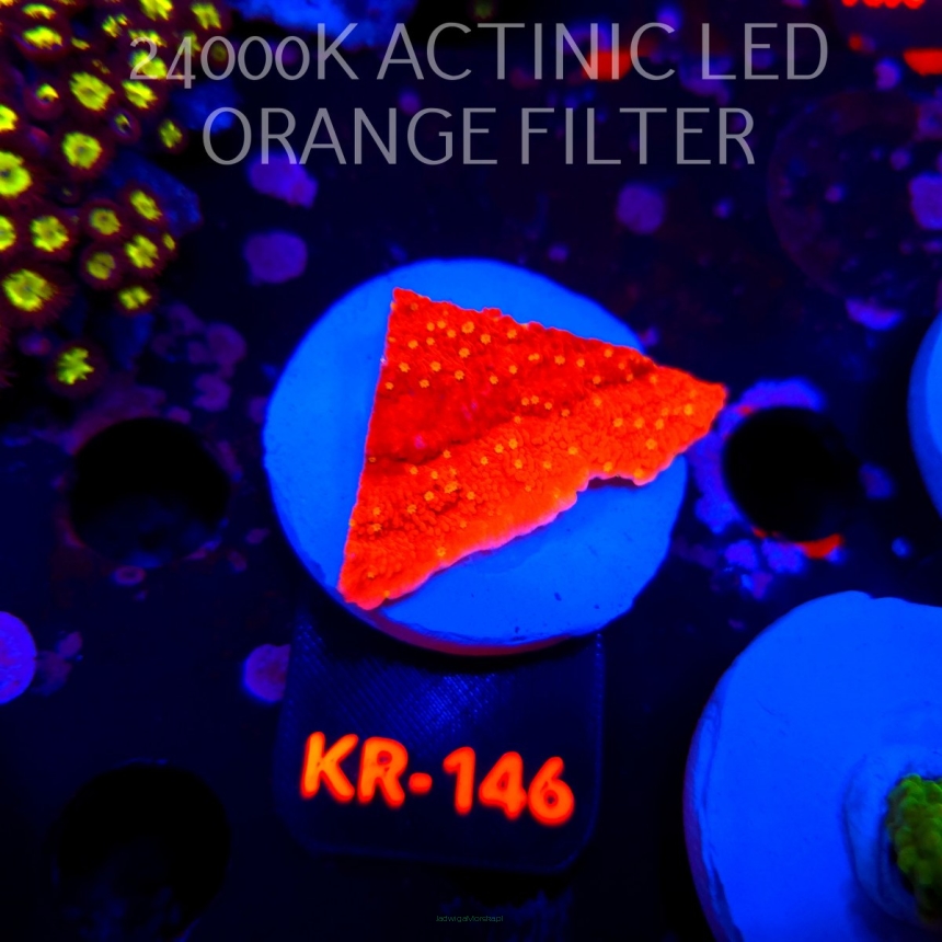 Montipora JASON FOX SUNBURST (20.04.2026) KR-146  5cm