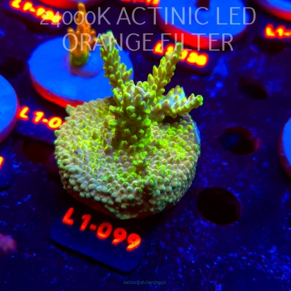 Acropora BANANA DRAGON (03.08.2026) L1-099  6cm